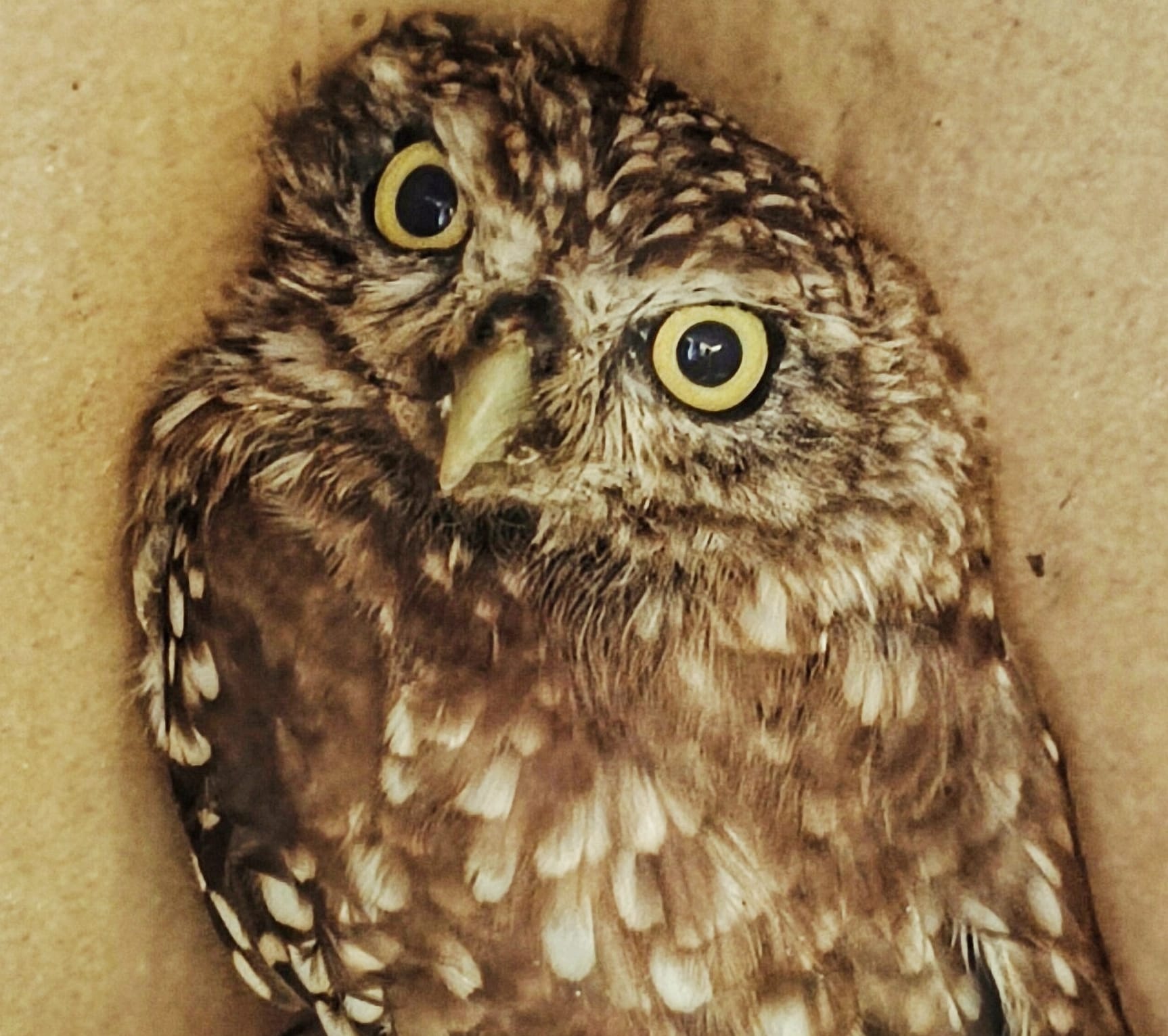 Civetta recuperata dai Guardiaparco