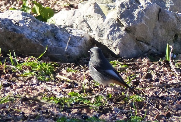 Codirosso spazzacamino - di Riccardo Caldoni
