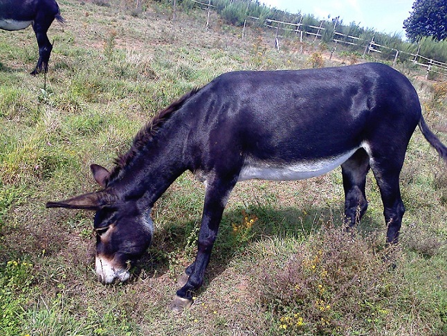 Attività alla Collina degli Asinelli