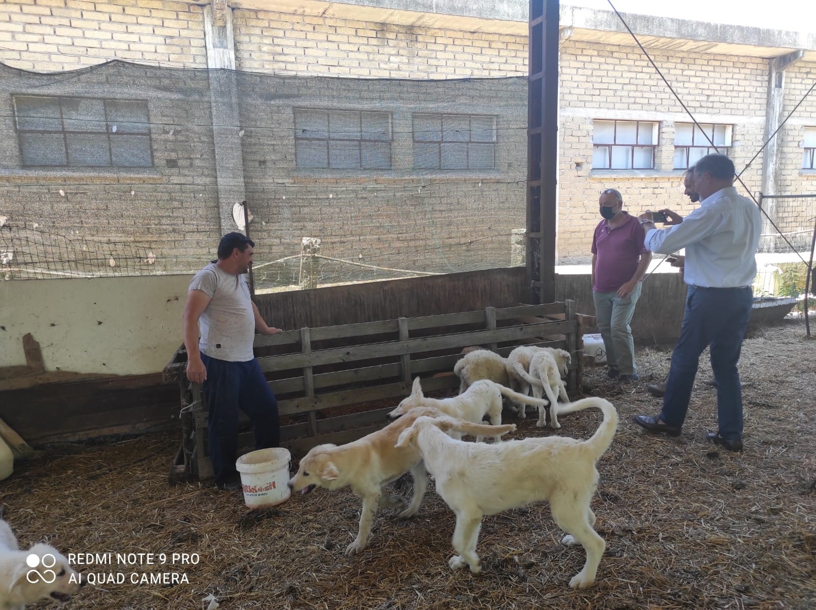 Cani da guardia antilupo