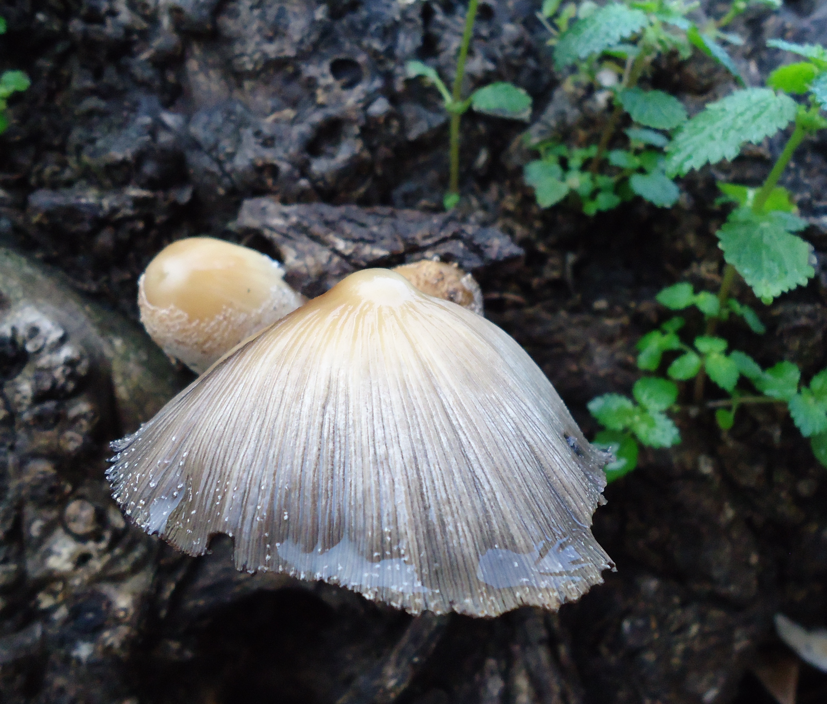 Coprinus saccarinus