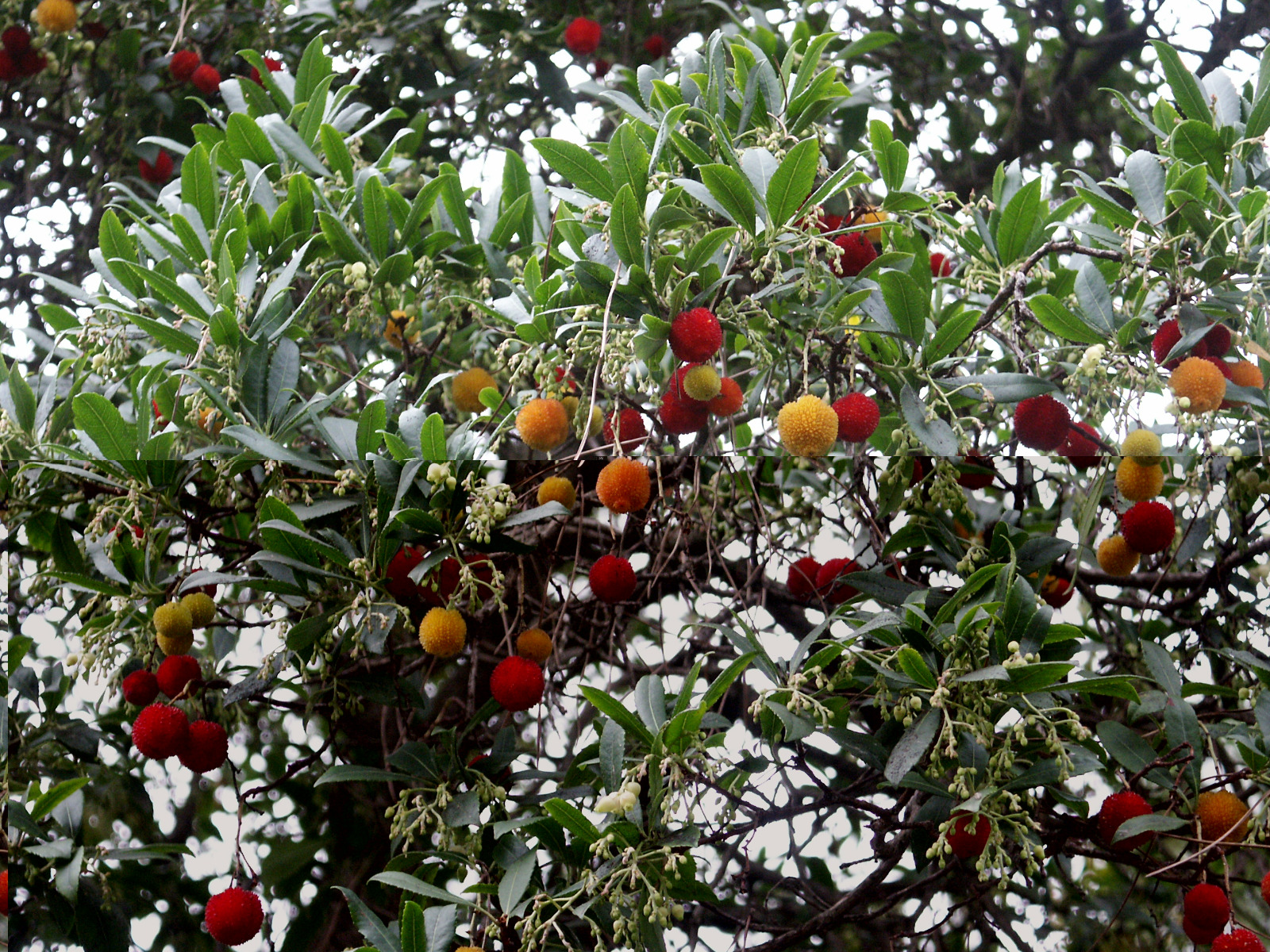 Il corbezzolo un frutto dell'autunno