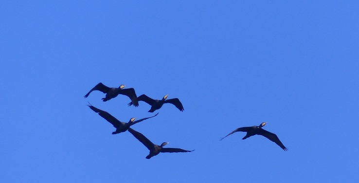 Cormorani in volo di Riccardo Caldoni