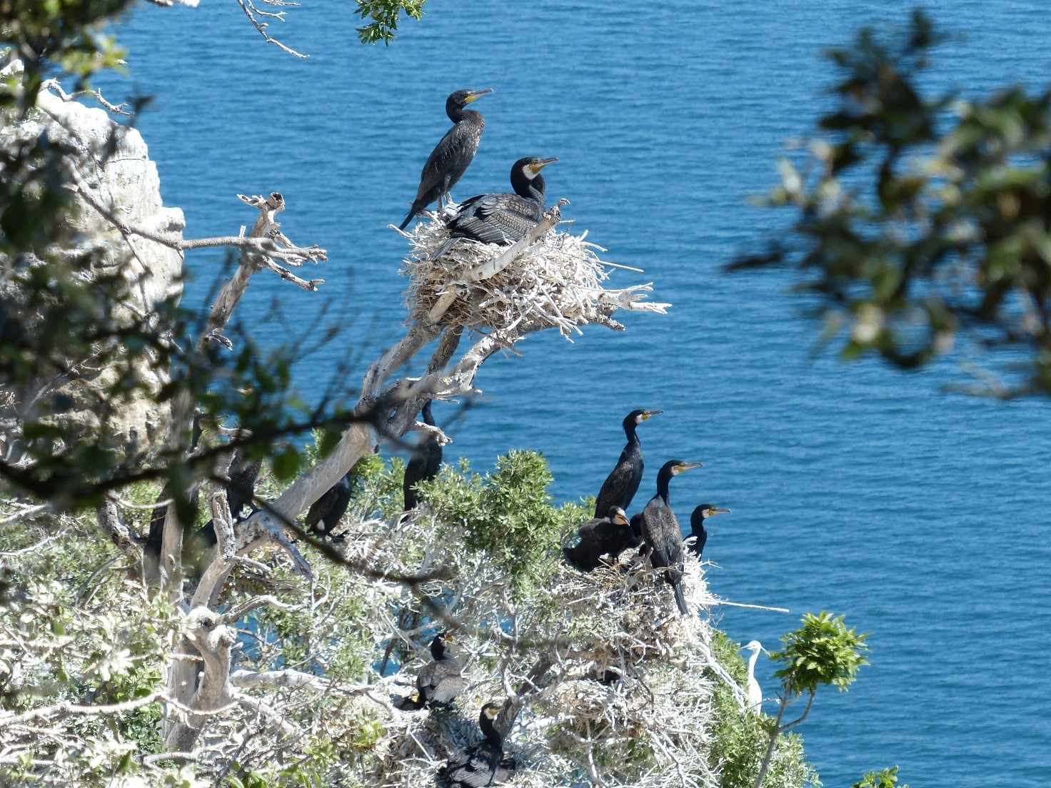 Cormorano
