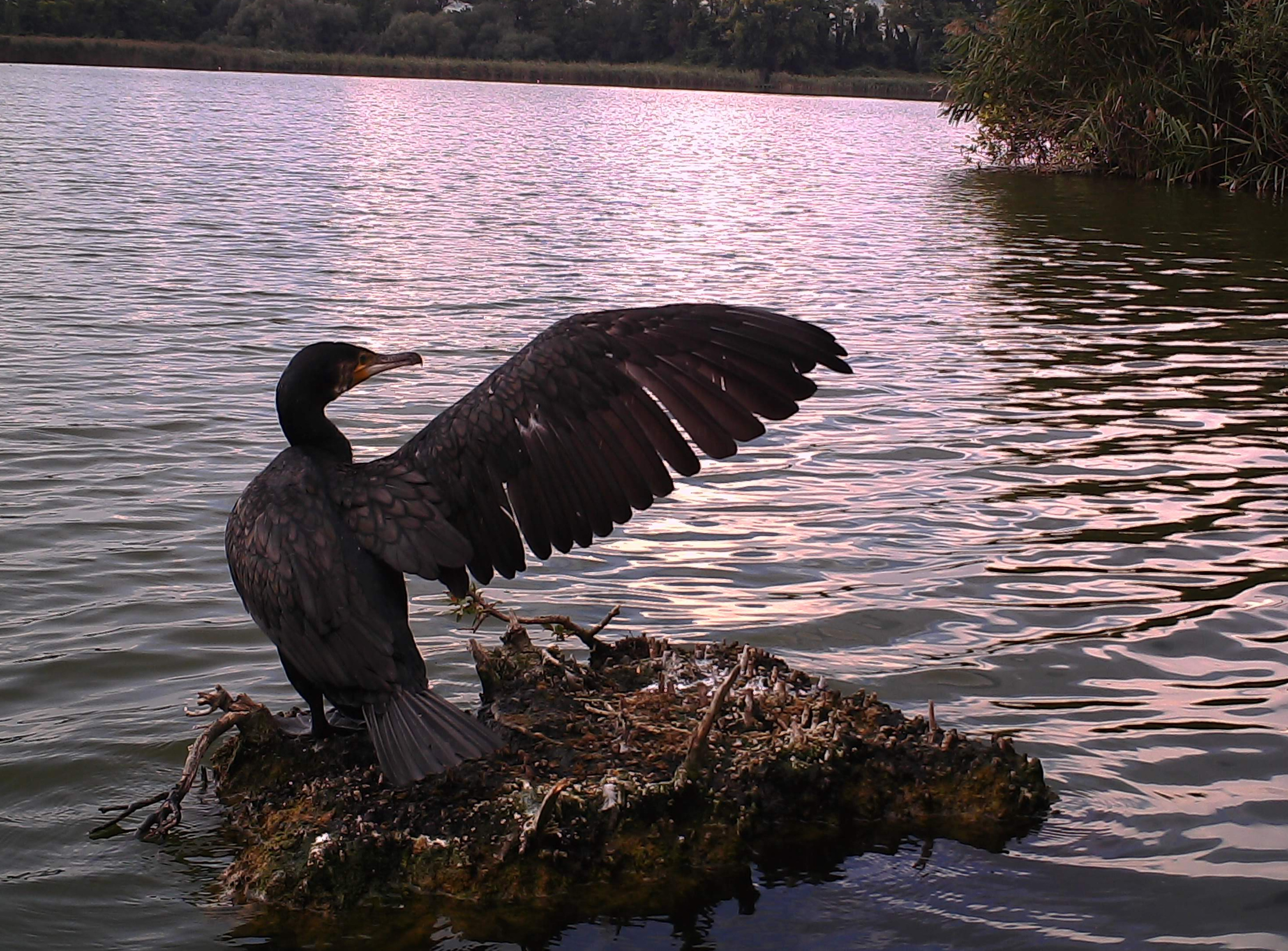 Cormorano sul posatoio nel lago di Ripasottile