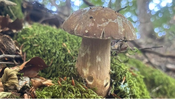 Corso di Formazione Micologica