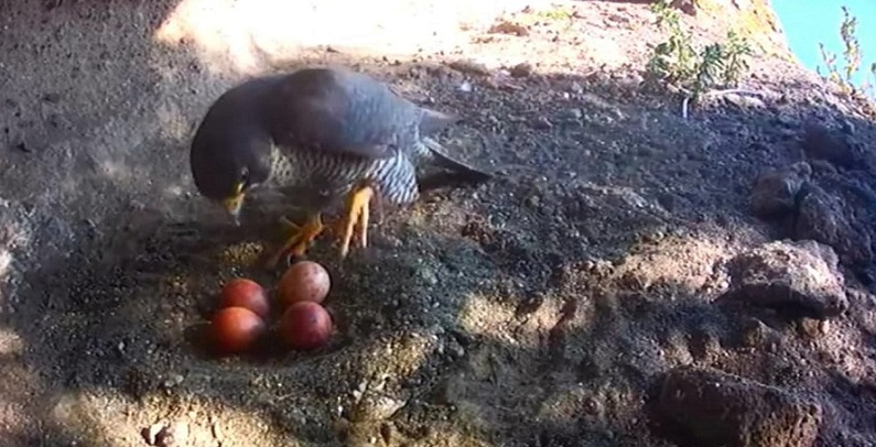 Immagine dal monitoraggio 2020 del Falco pellegrino