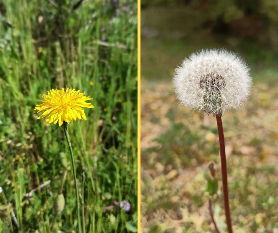 Tarassaco o Dente di Leone