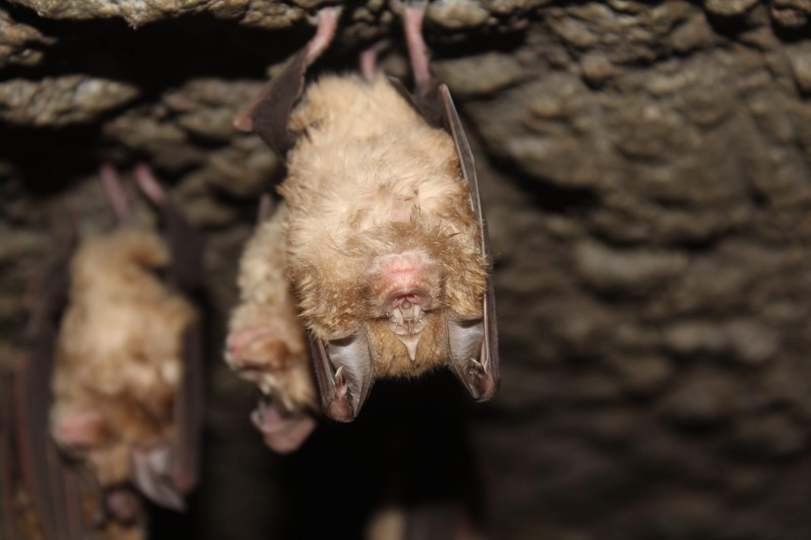 Nella foto un esemplare di Rhinolophus ferrumequinum