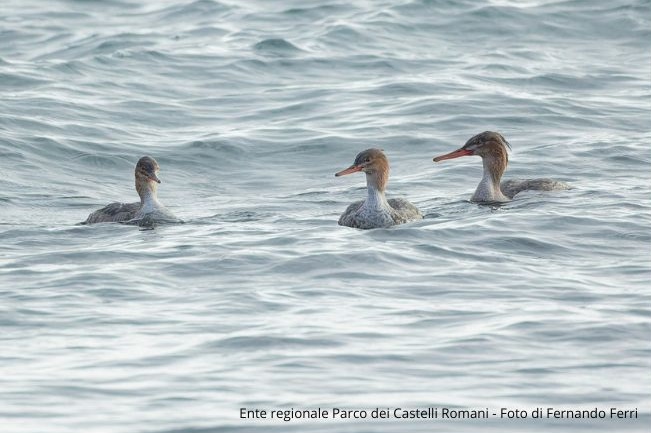Esemplari di Smergo minore avvistati a Tor Caldara