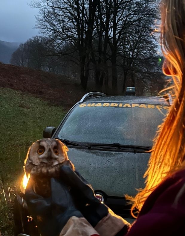 Gufo torna a volare