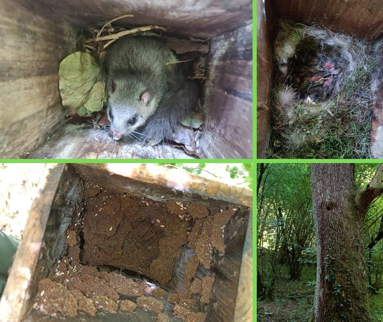 Monitoraggio moscardini