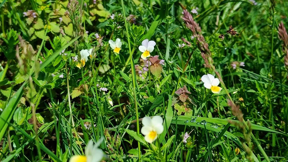 settimana dei parchi