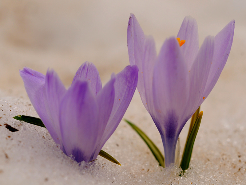 Croco [Crocus albiflorus] foto di: M. Branchi