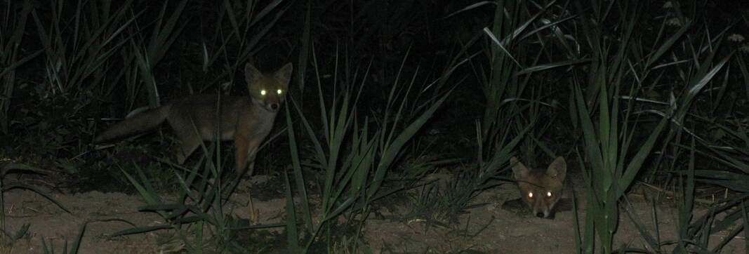 Cuccioli di Volpe nei pressi della tana
