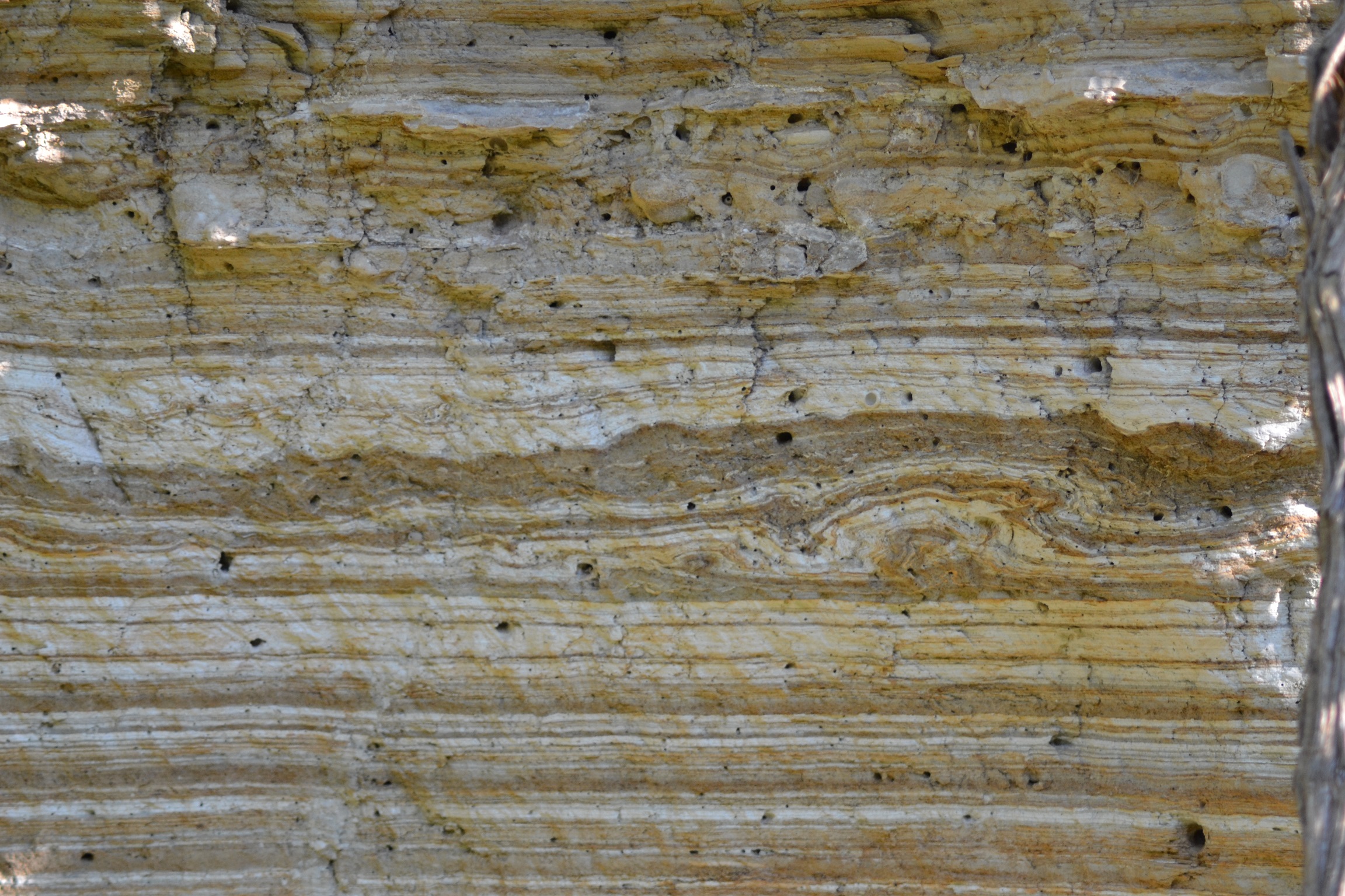 Diatomite - foto Archivio Parco