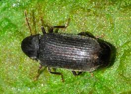 Anobium punctatum, tarlo del legno, famiglia Anobiidae.