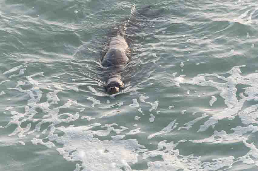 Un animale in pericolo?