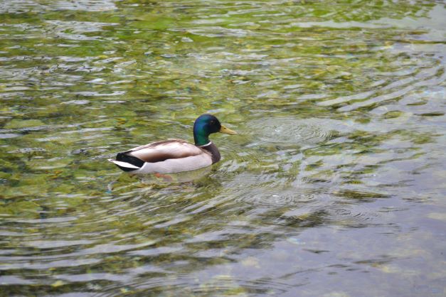 Sorgenti di Santa Susanna