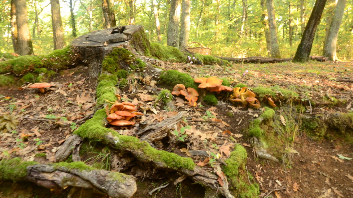 Occhio al fungo - TESORI NATURALI 2025