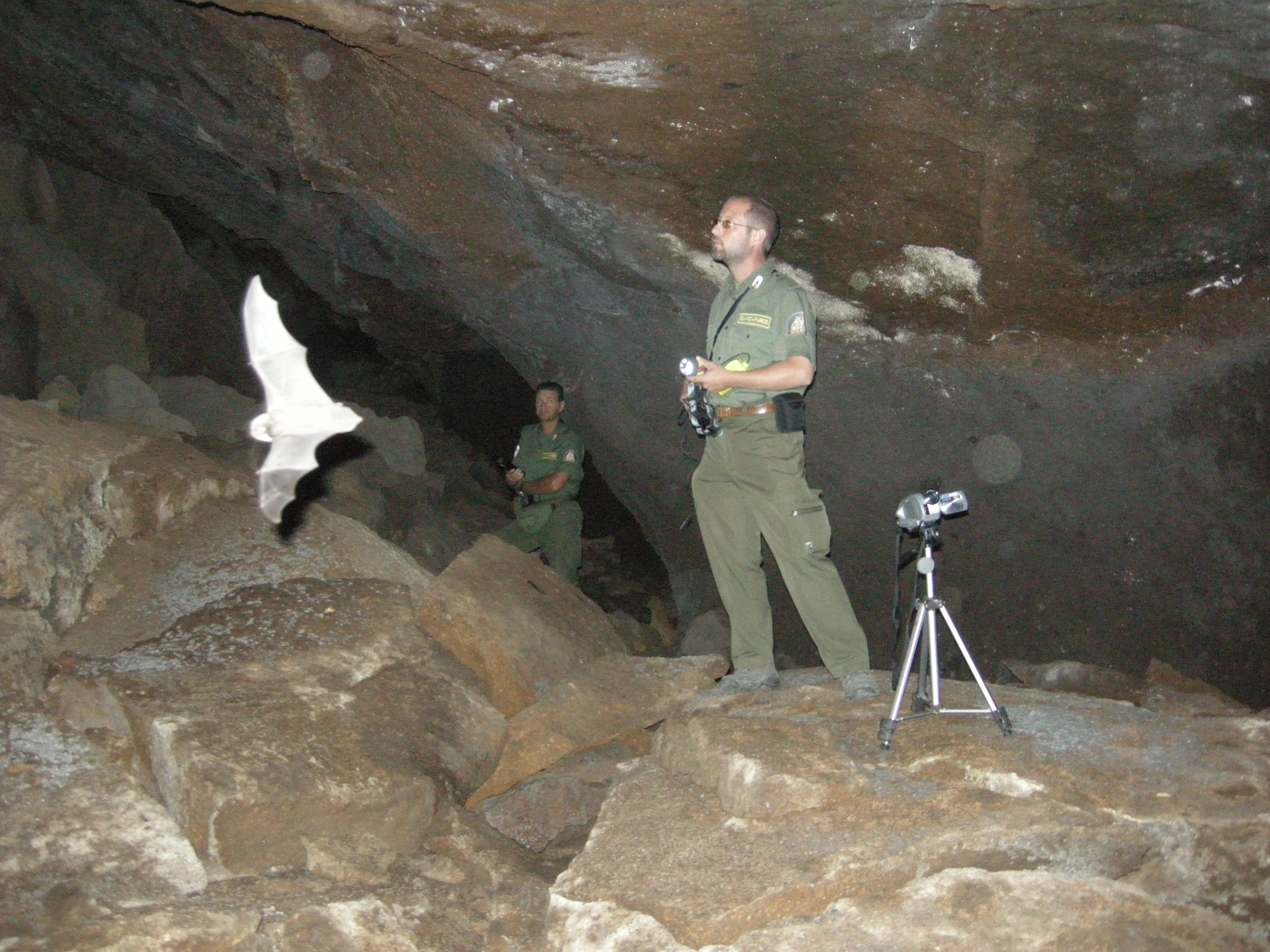Registrazione di chirotteri in grotta