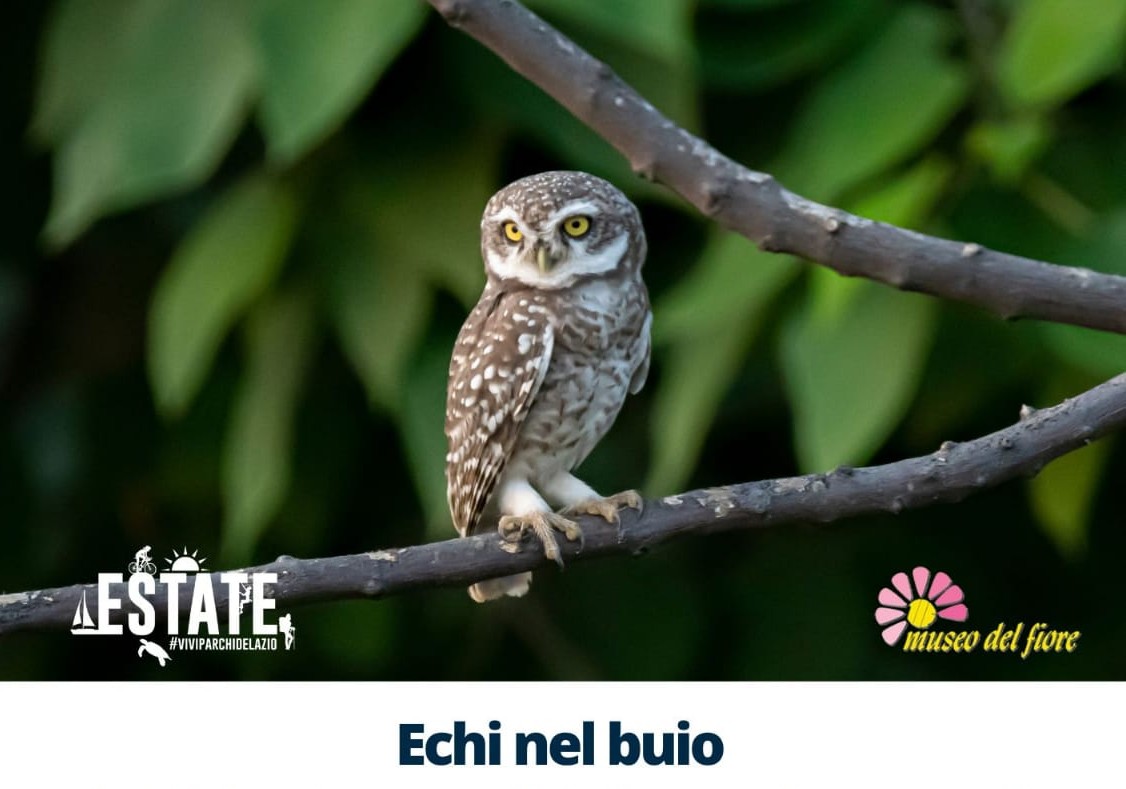 Echi nel Buio
