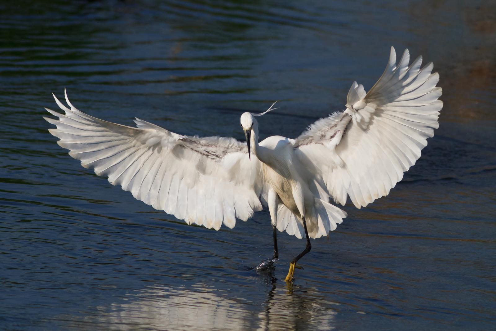 Garzetta (Egretta garzetta), foto di Christian Angelici