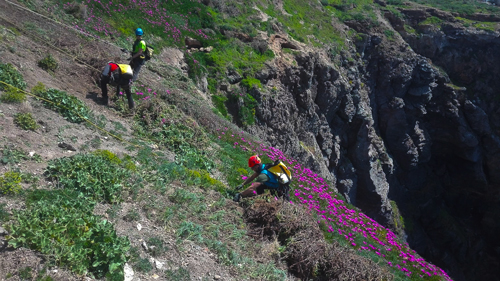 Attività di eradicazione del Carpobrotus (fico degli Ottentotti) dalle falesie