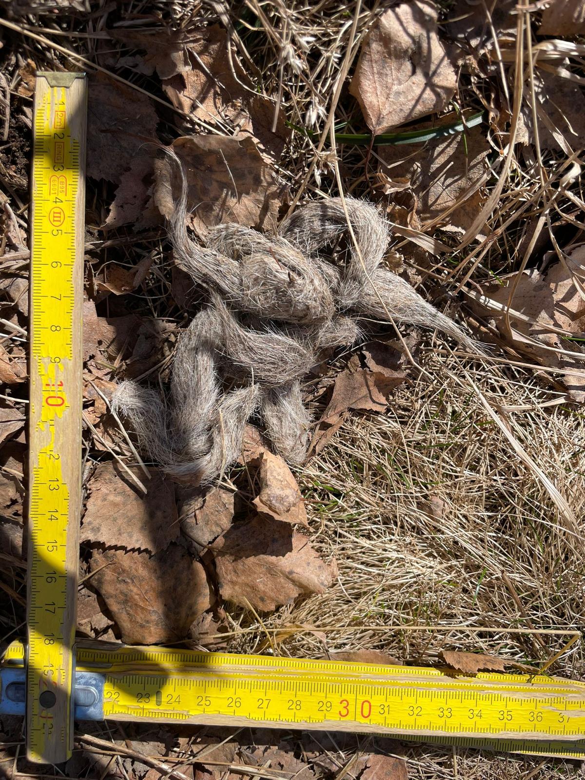 Escremento Lupo ph di Sarah Droghei