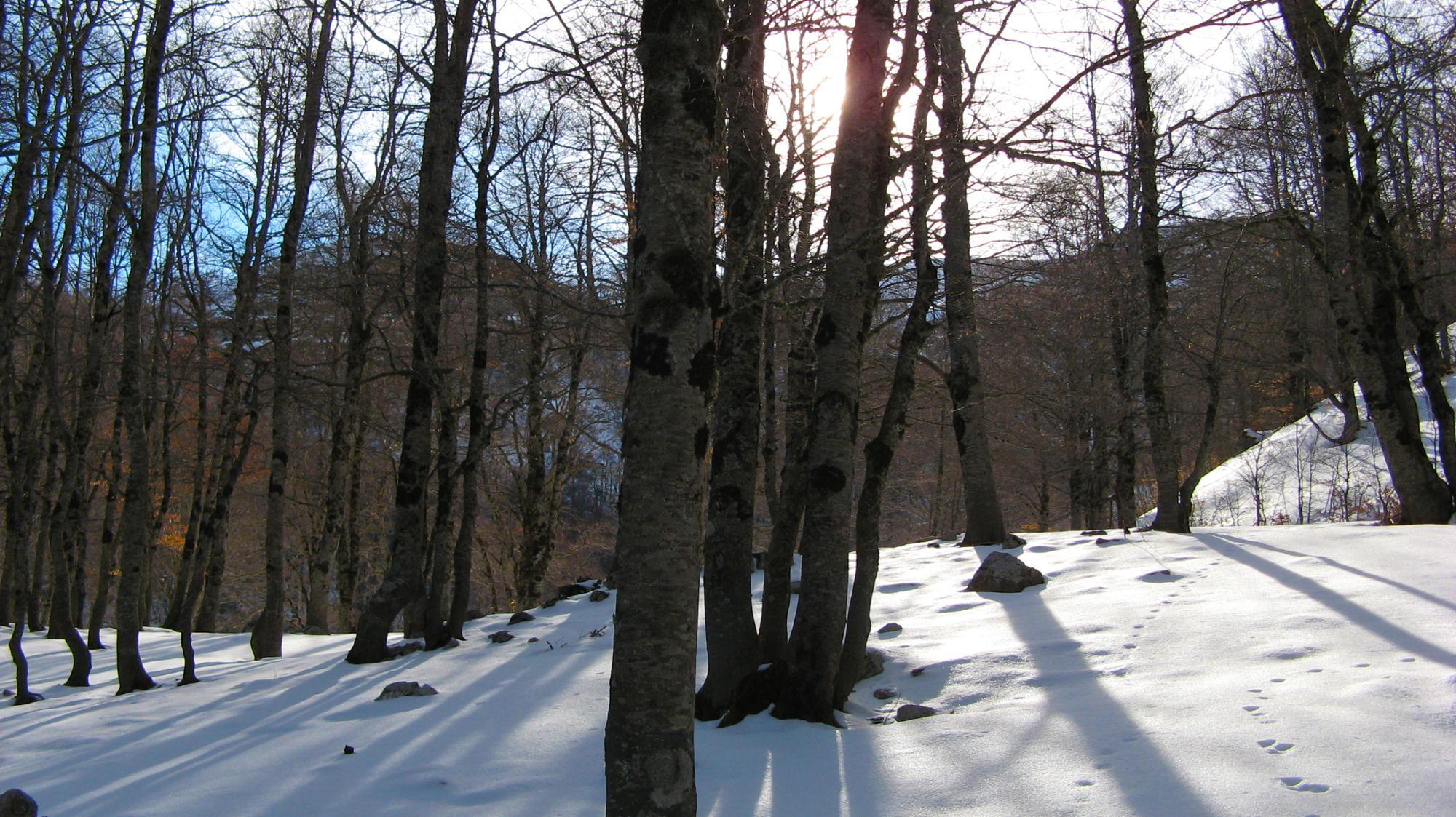 Faggeta innevata, Riserva naturale regionale Montagne della Duchessa.