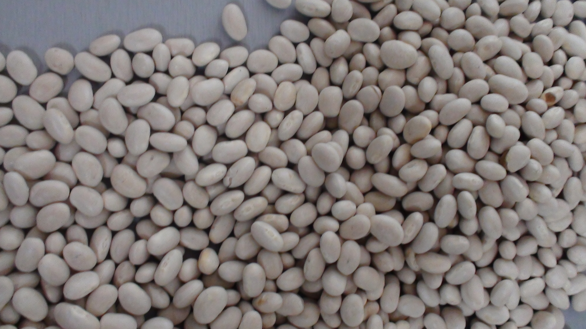 Fagiolo del Purgatorio di Gradoli