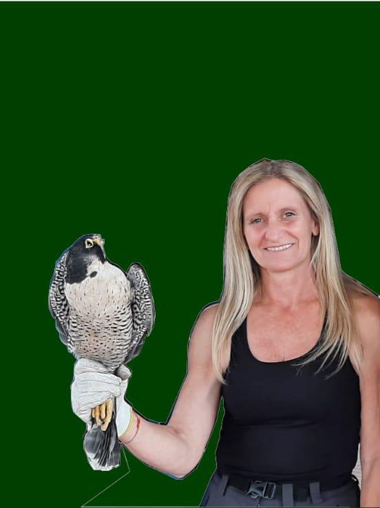 Falco pronto per il rilascio