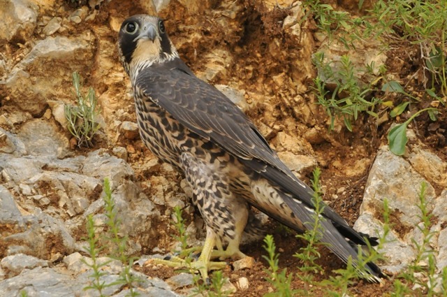 Falco pellegrino PH: G. Lariccia