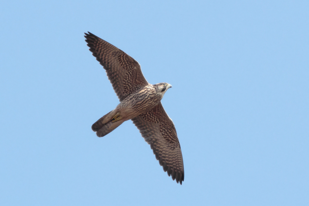 Falco peregrinus calidus_Foto di Radovan Václav (www.flickr.com/people/rado_vaclav/)