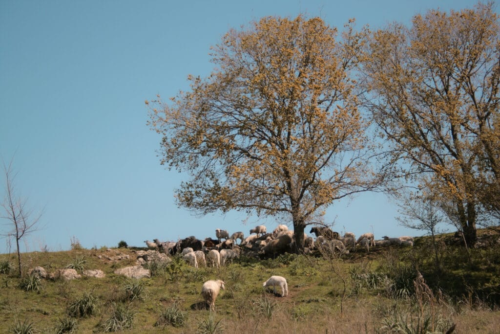Divino Amore, Falcognana e Mugilla