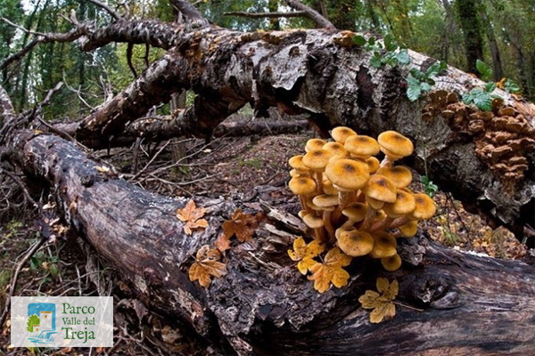 Famigliola buona (Armillaria mellea) su un tronco caduto - foto Claudio Tescarollo