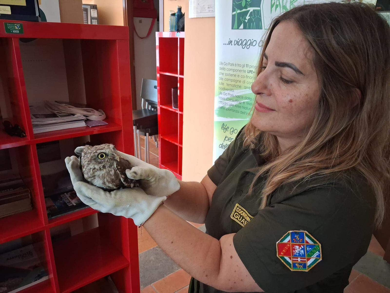 Due rapaci feriti salvati dai cittadini e accolti dai Guardiaparco