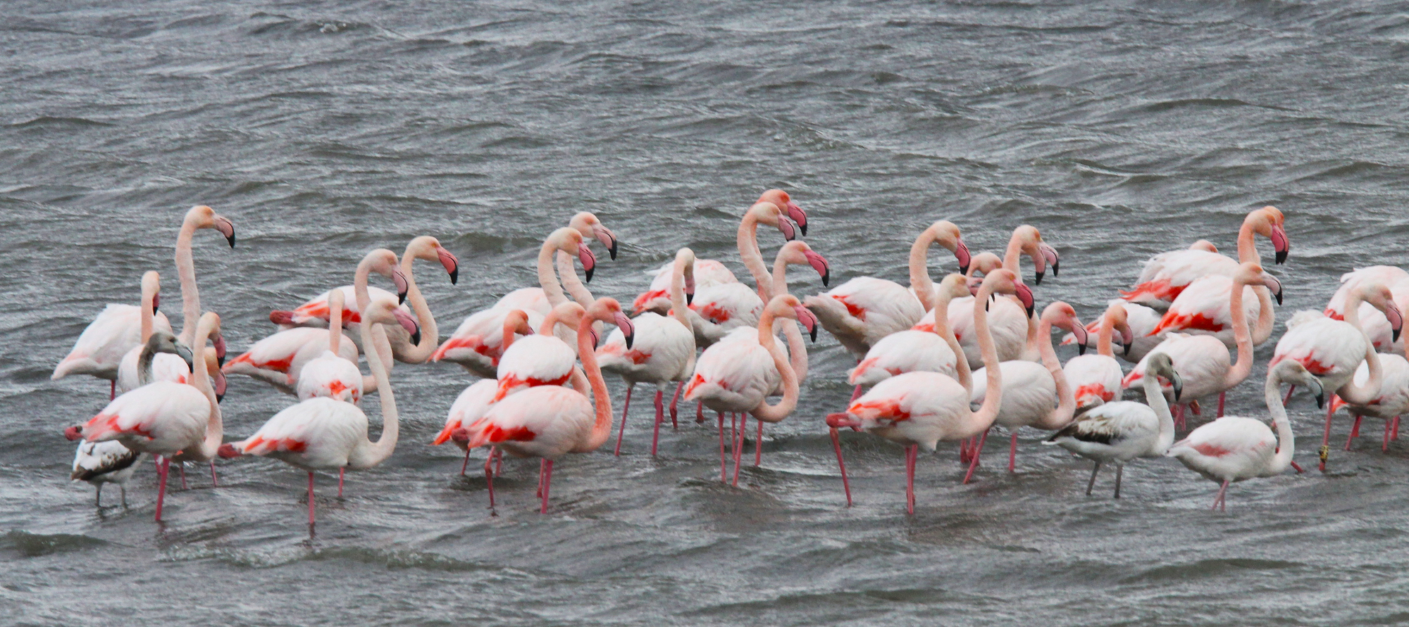 Foto di Alberto Sorace