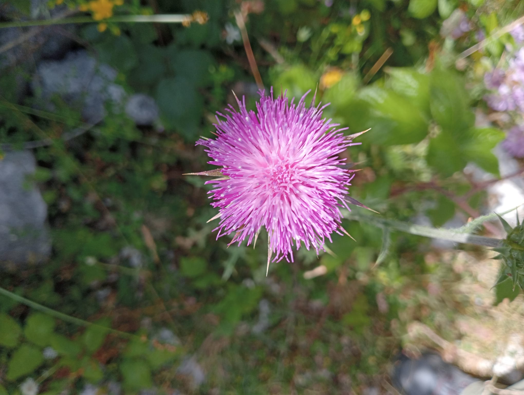 Cardo nerastro (Cardus nigrescens)