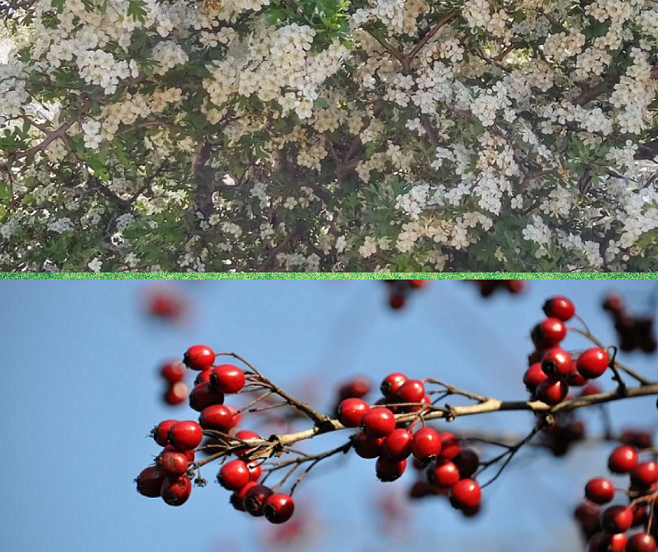 Fiori e bacche di Biancospino
