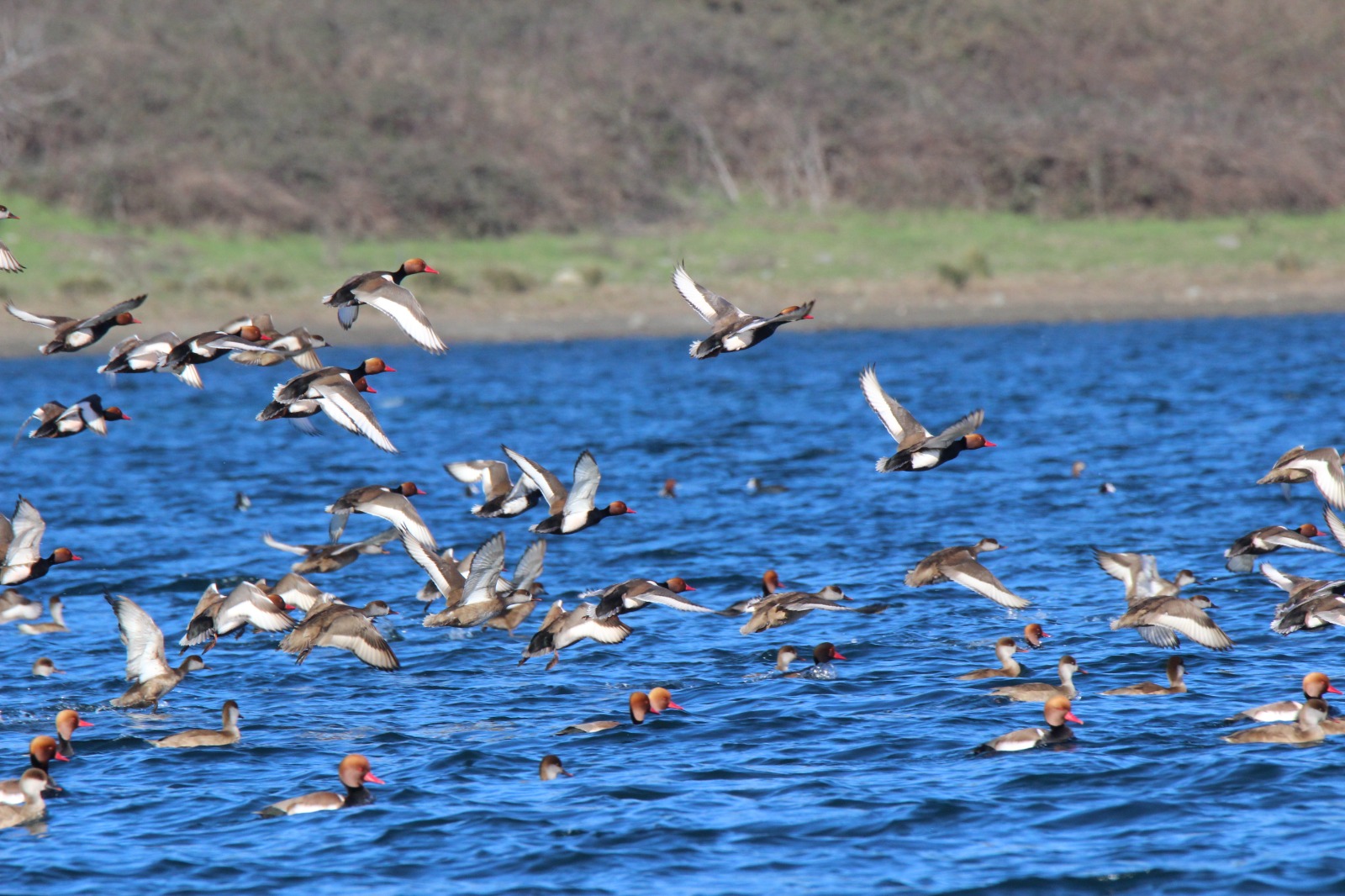 Fistione turco, Netta rufina - Parco naturale regionale di Bracciano-Martignano 