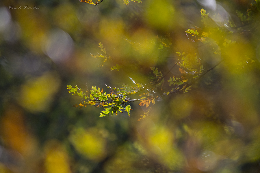 Foliage - Pamela Trisolino