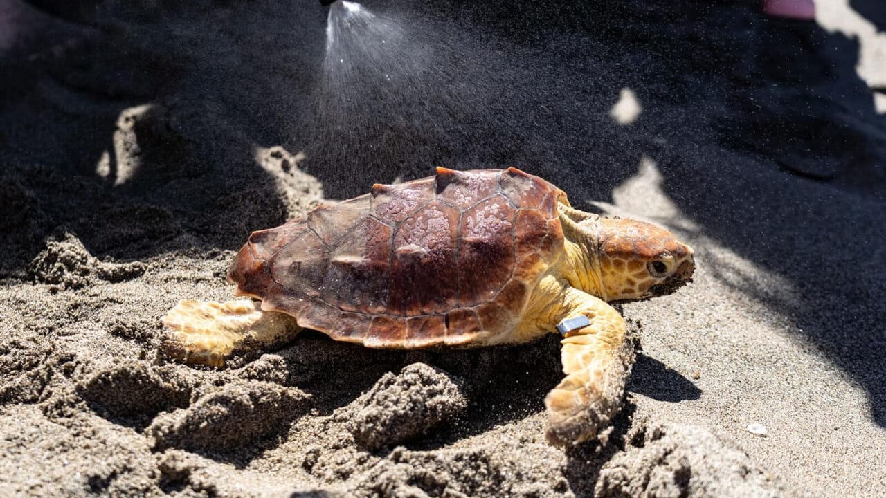 Fortuna, la giovane tartaruga Caretta caretta