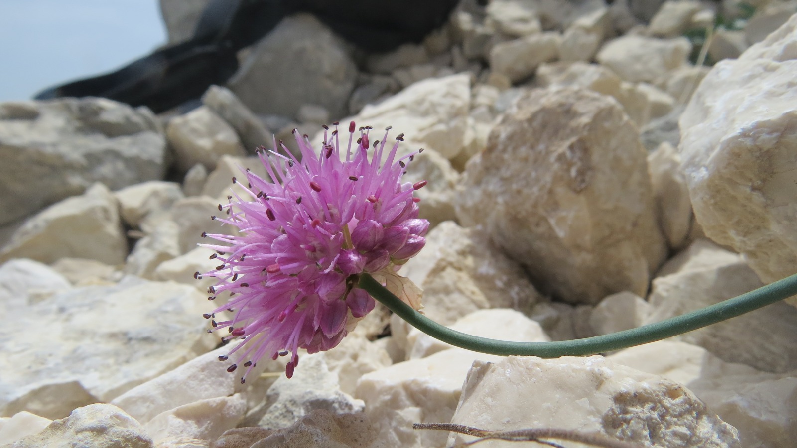 Scoperta nuova specie floreale