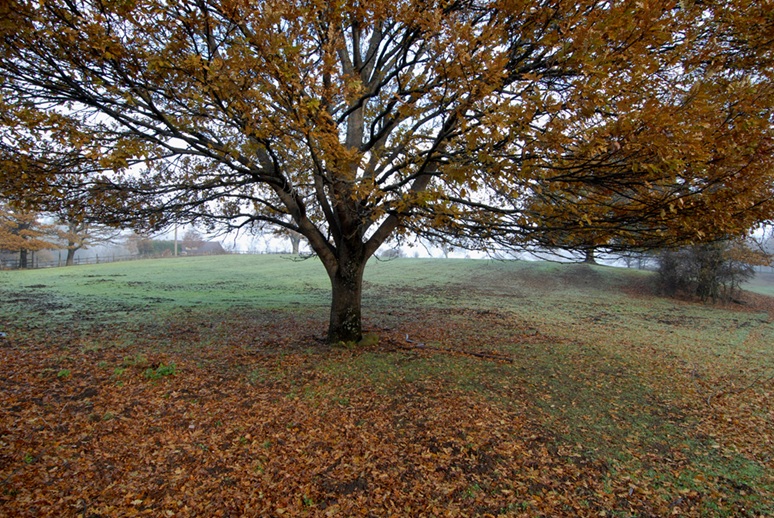 Camminare in autunno