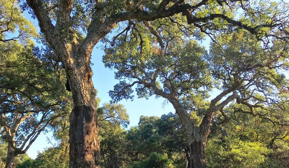 Bioblitz alla sughereta di Pomezia