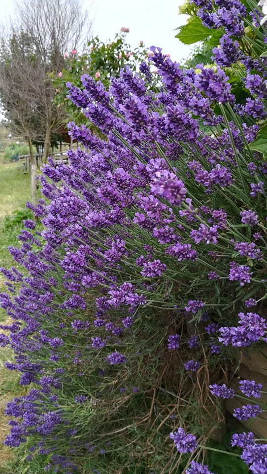 Fotografia di Daniela Russo Fiorillo