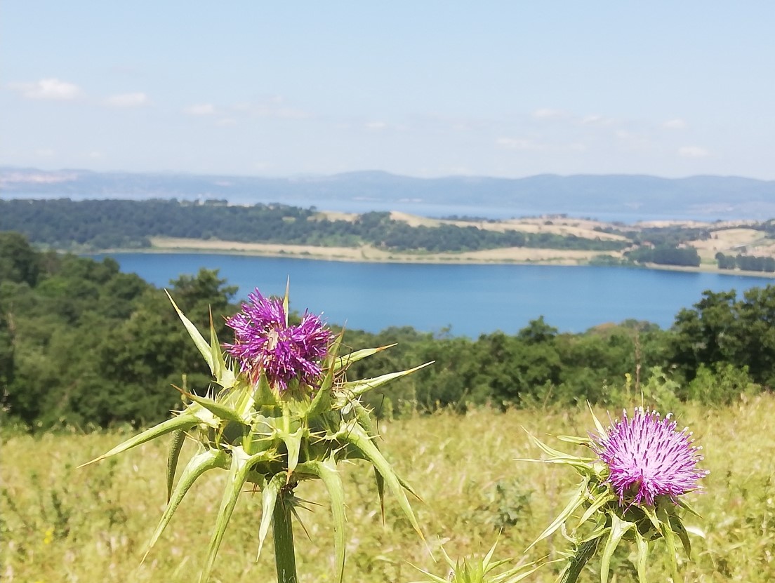 "Erba volant - La salute con le erbe: conoscere ed utilizzare le piante medicinali - TESORI NATURALI 2026