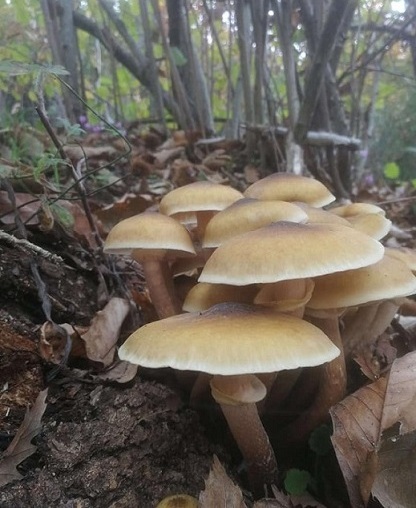 Funghi, organismi essenziali per l'ecosistema