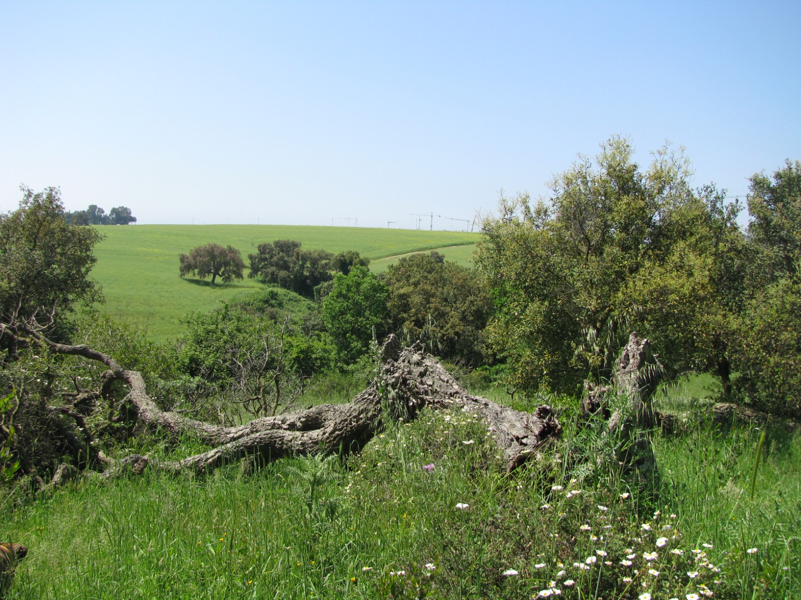 NON E' UN TRONCO, E' UN CONDOMINIO!